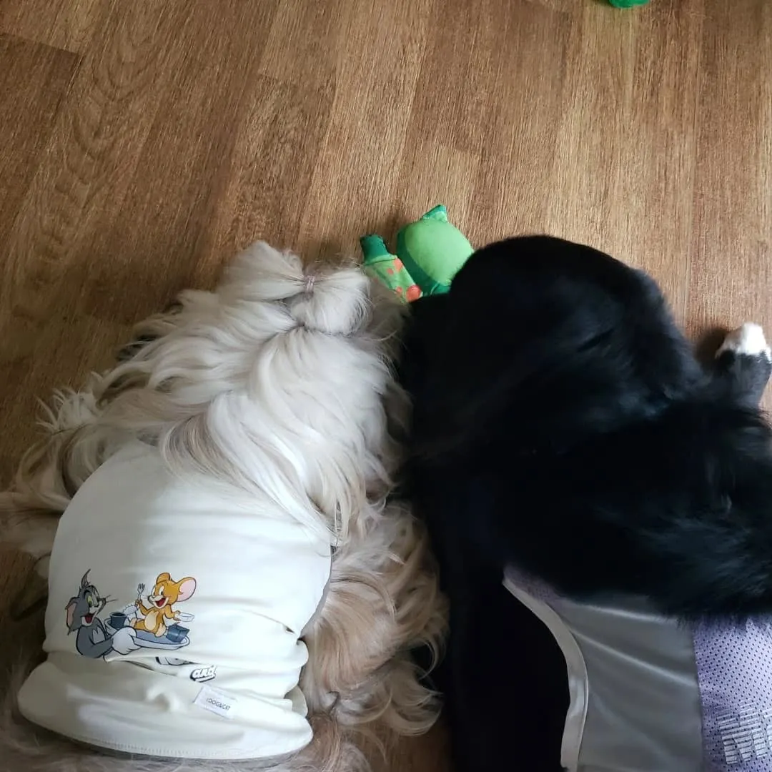 朝から台風で大雨が降っています。