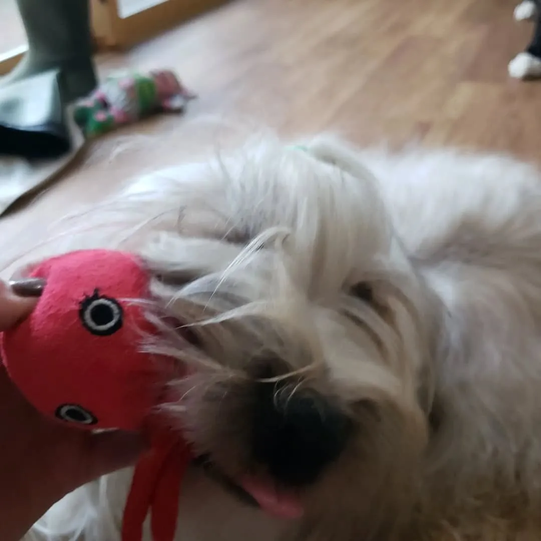 朝から台風で大雨が降っています。