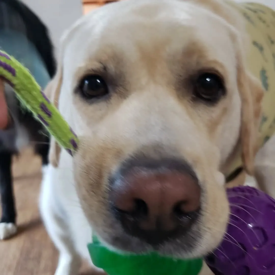 朝から台風で大雨が降っています。