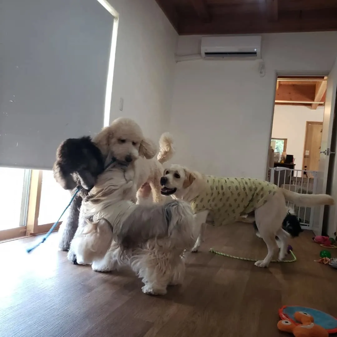 お部屋で遊ぶわんこさん♥️