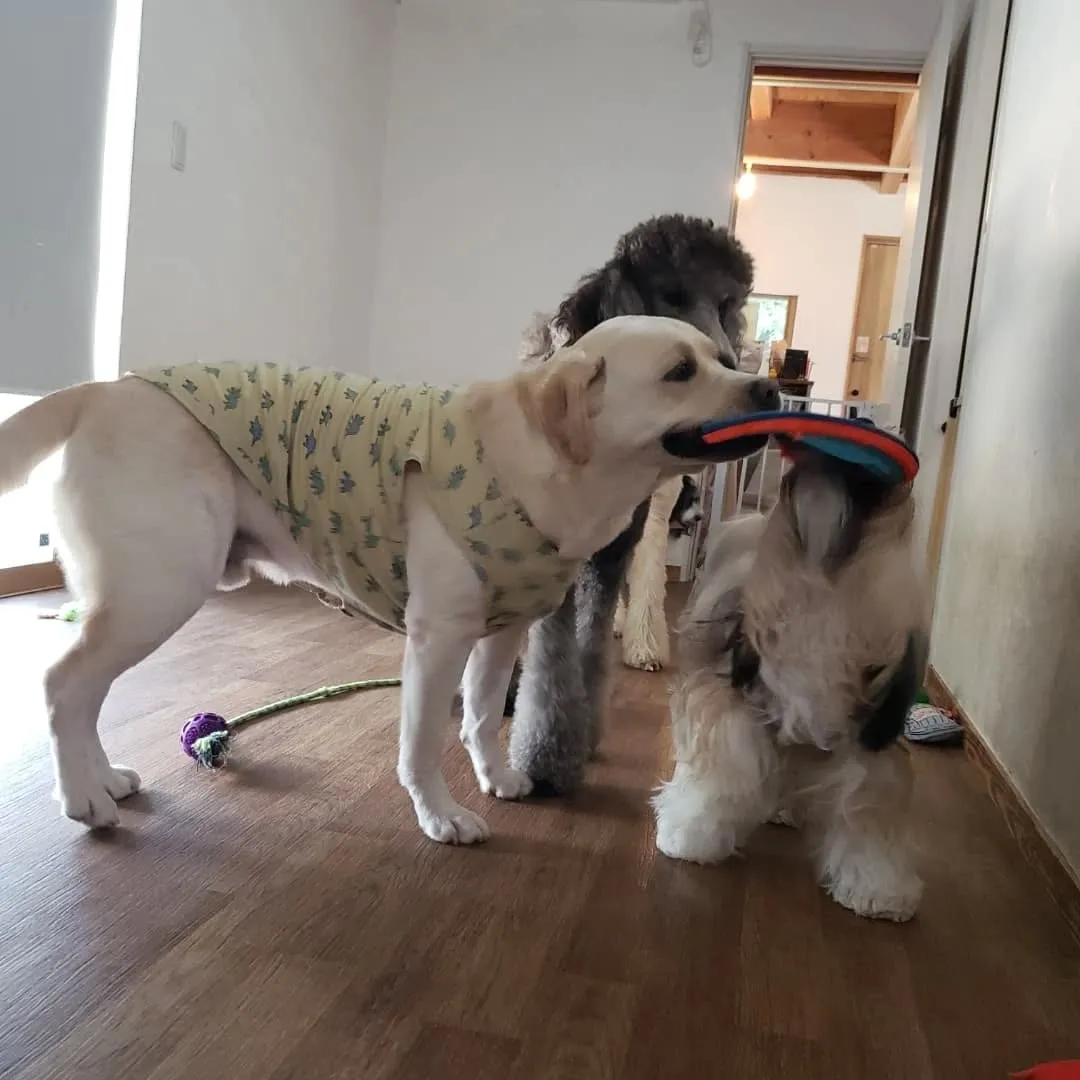 お部屋で遊ぶわんこさん♥️