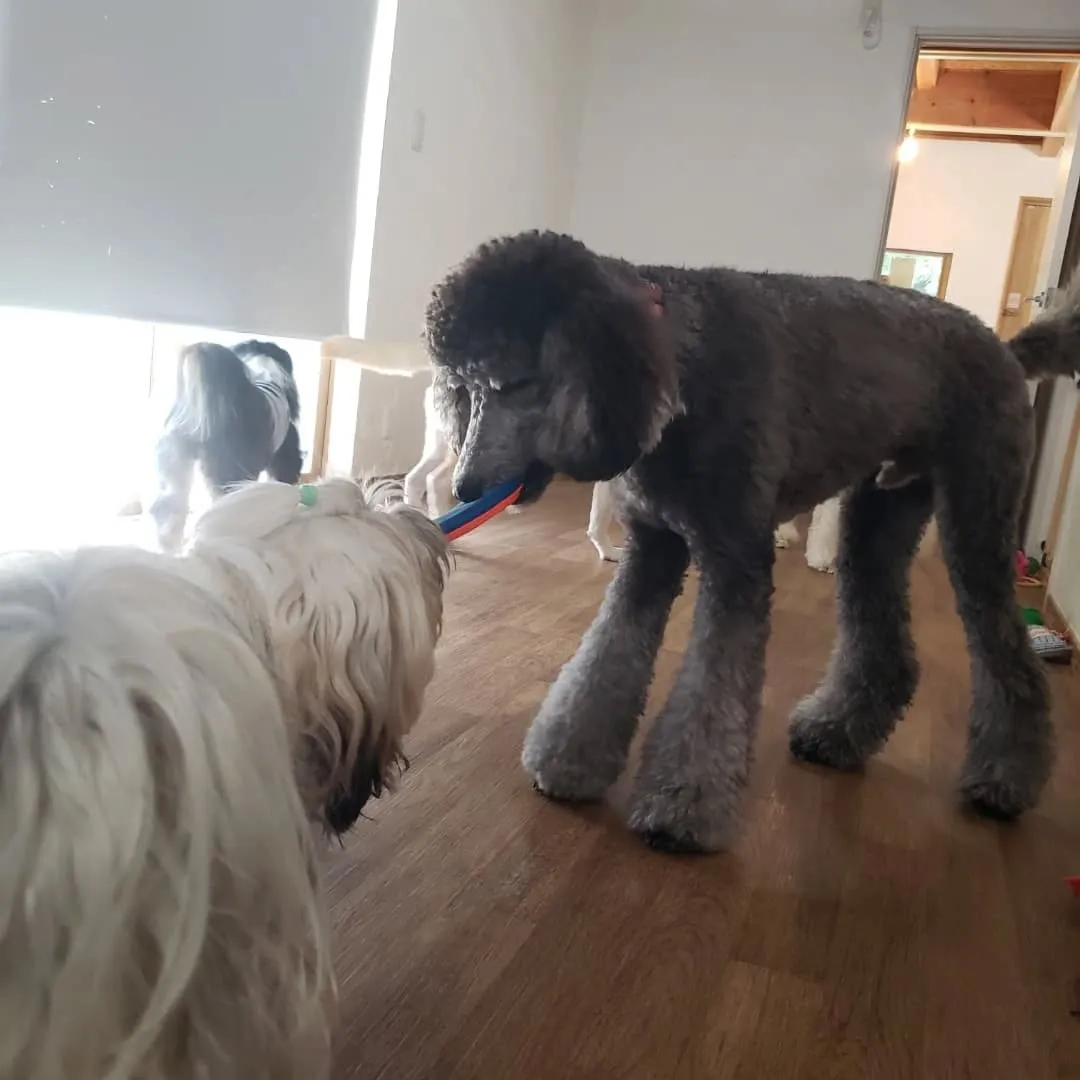 お部屋で遊ぶわんこさん♥️