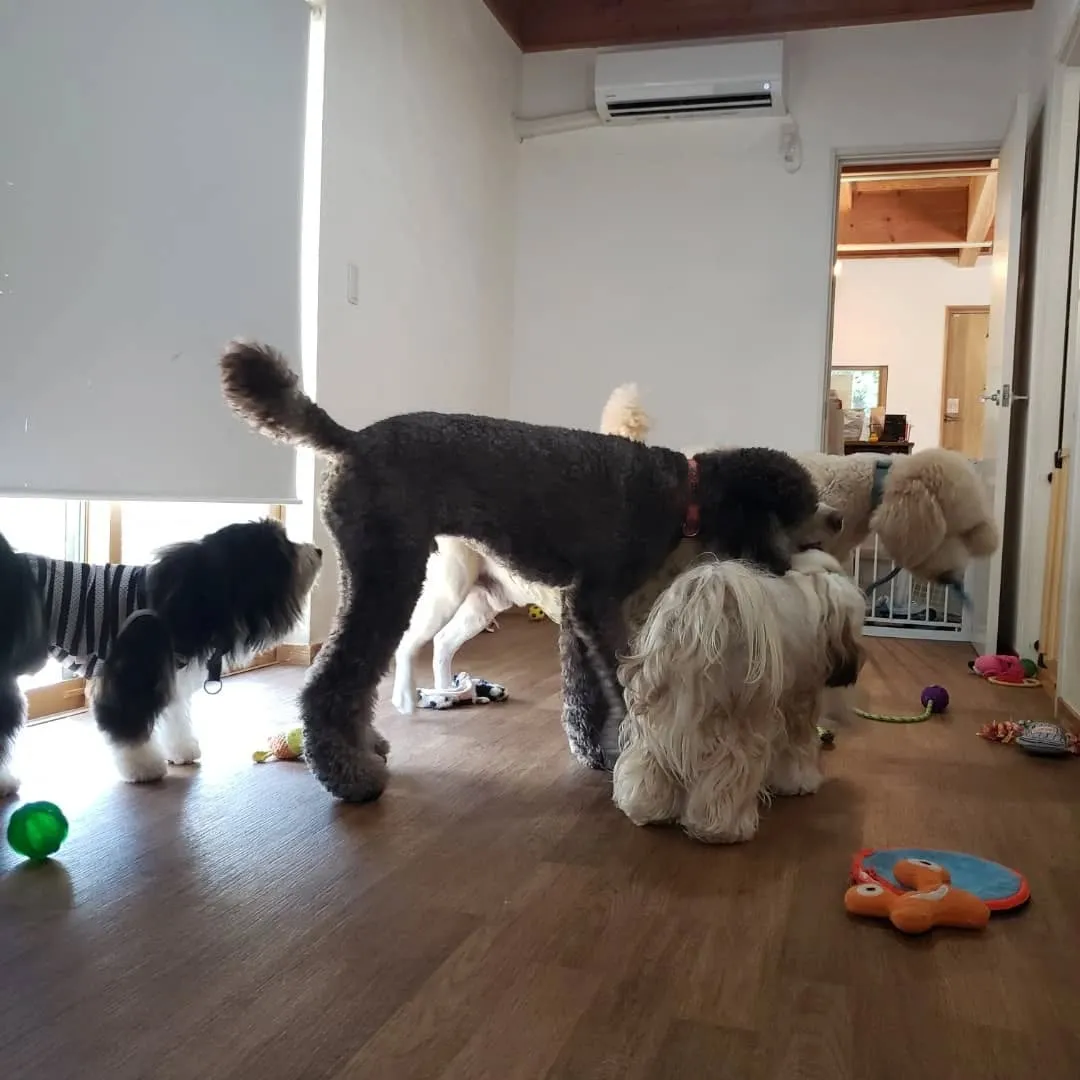お部屋で遊ぶわんこさん♥️
