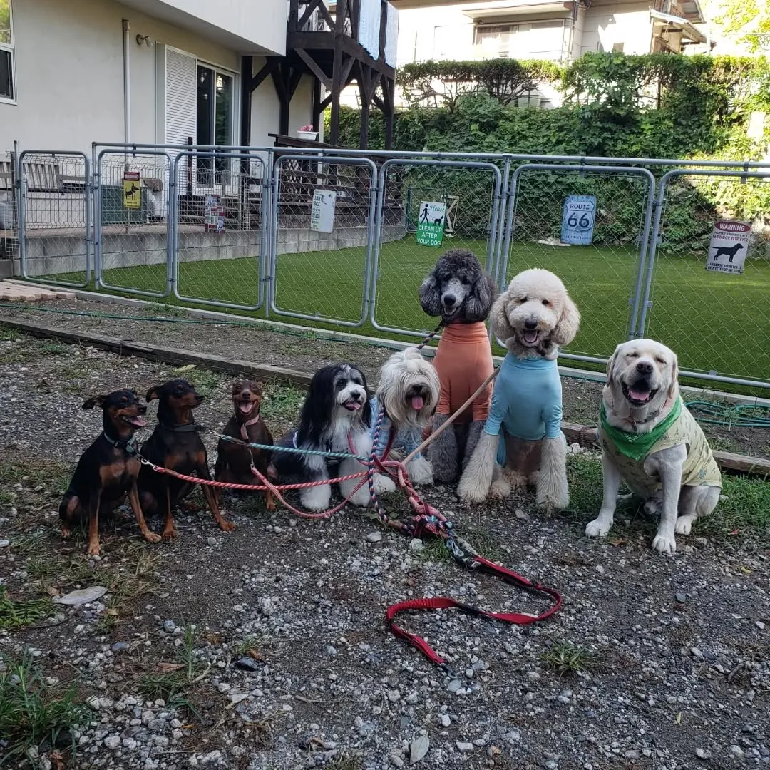 夕方ランで遊ぶわんこさん♥️