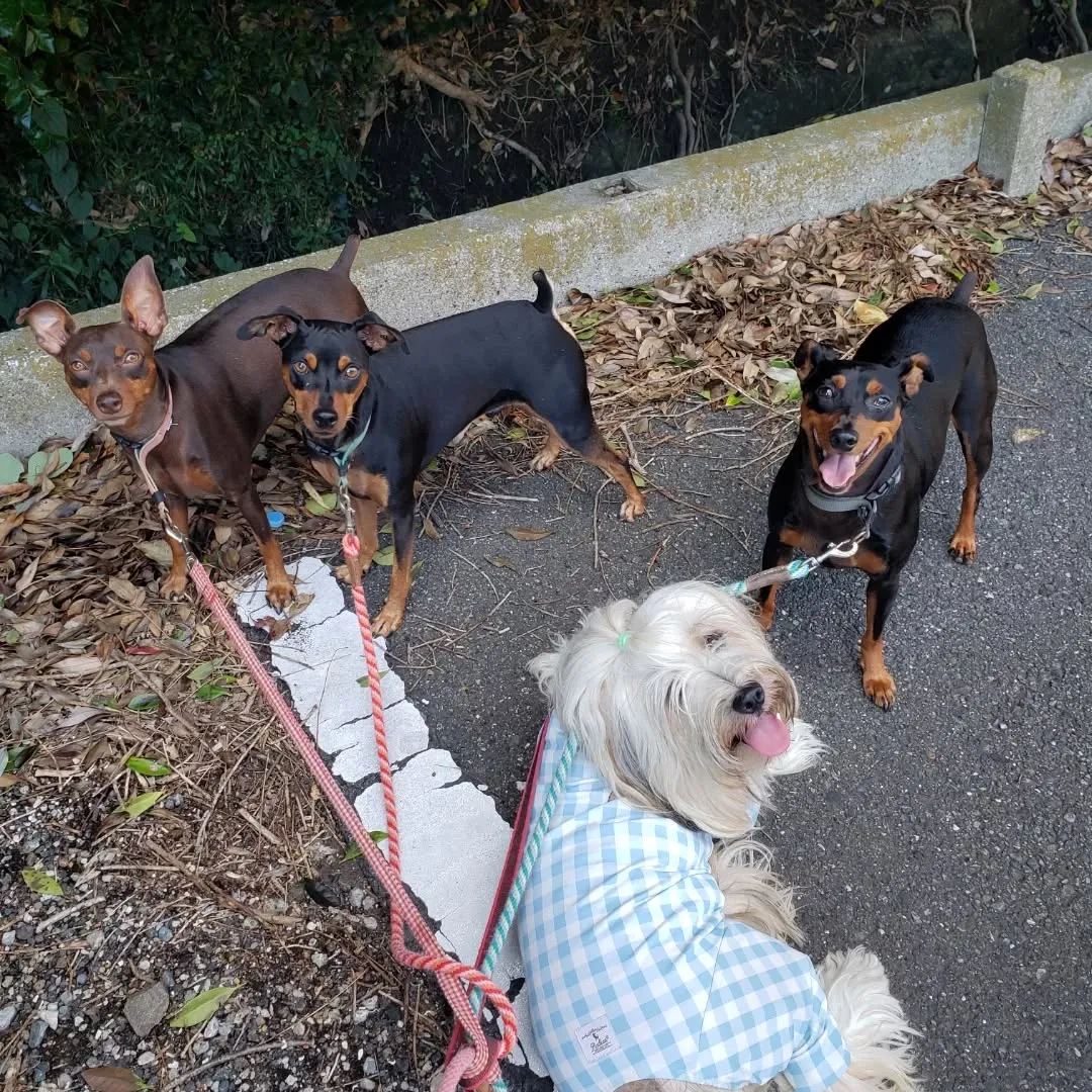 夕方ランで遊ぶわんこさん♥️