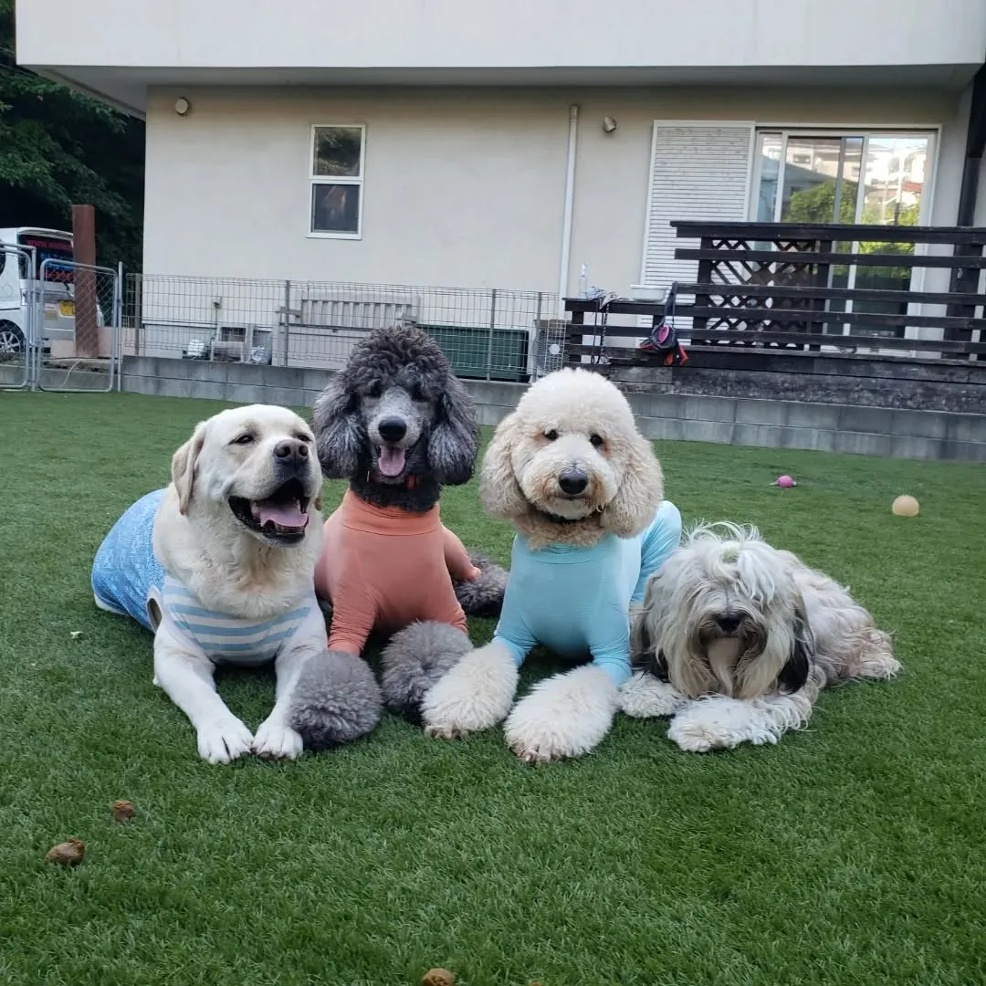 夕方少し暗くなってからお散歩へ行ってランで遊びました🎵