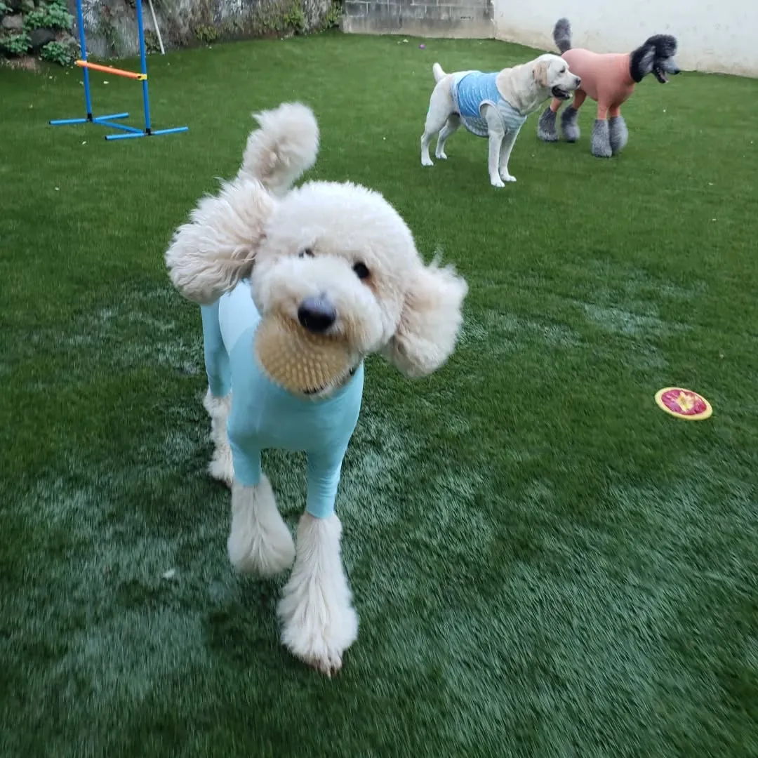 夕方少し暗くなってからお散歩へ行ってランで遊びました🎵