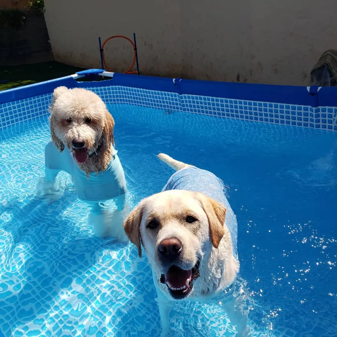 朝からプール入ってランで遊ぶわんこさん♥️