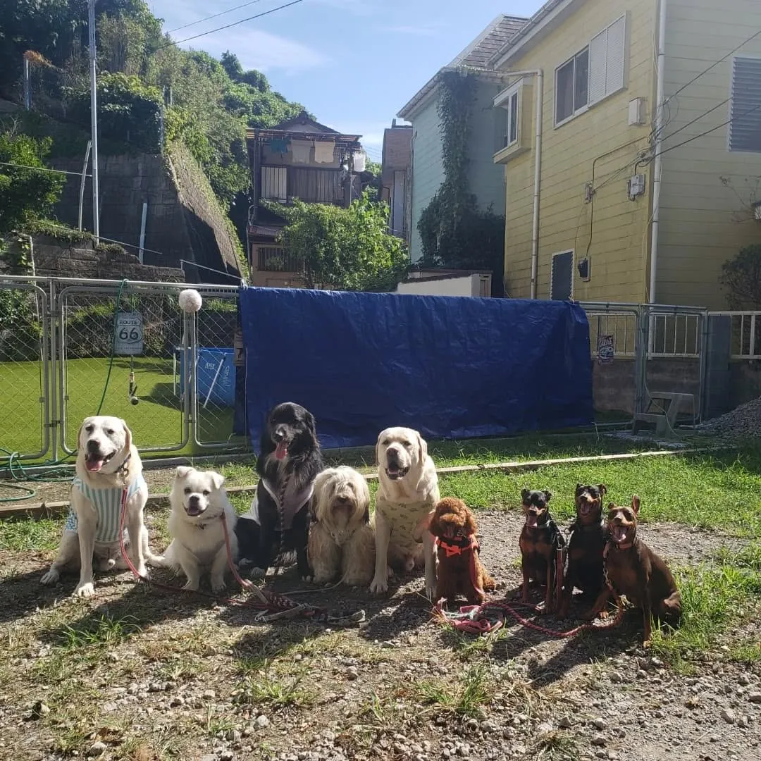 たくさんのわんこさんがきてくれました💗