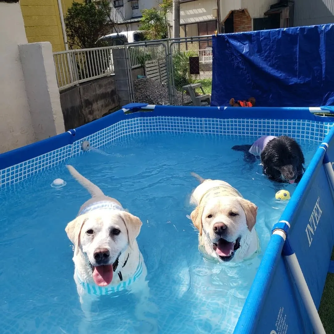 たくさんのわんこさんがきてくれました💗