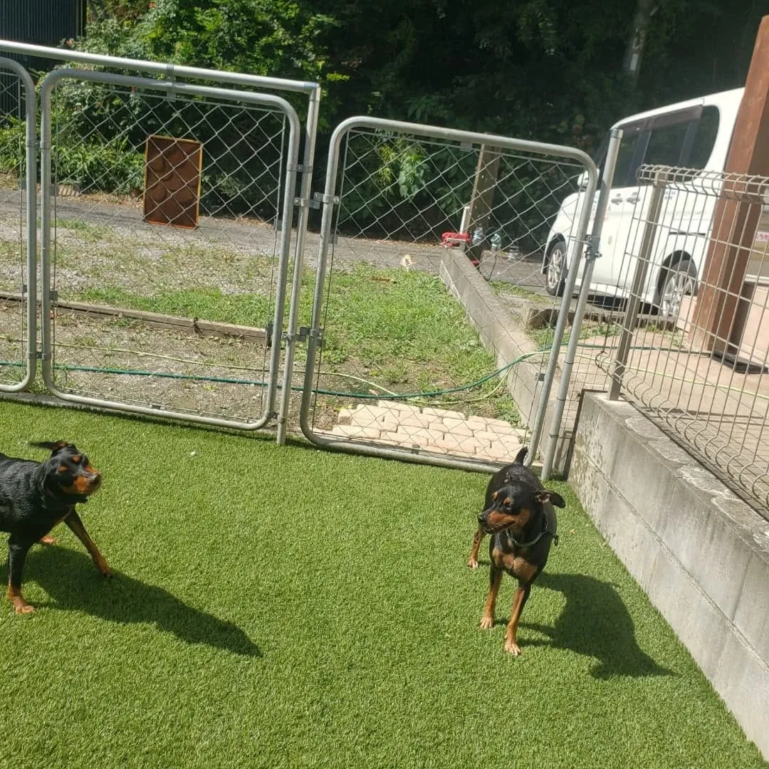 たくさんのわんこさんがきてくれました💗