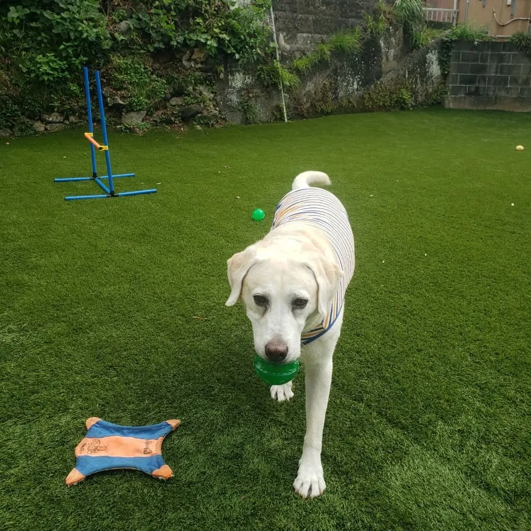 みんなホームステイにきてくれました🎵