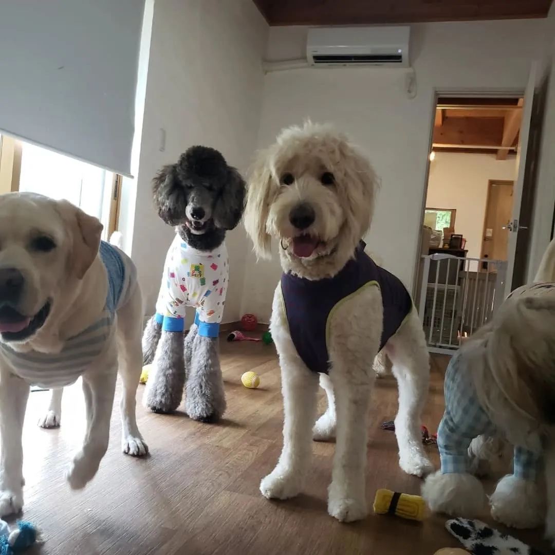 雨が降ってきたのでお部屋で遊ぶわんこさん♥️
