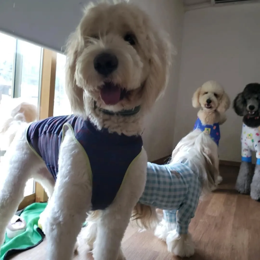 雨が降ってきたのでお部屋で遊ぶわんこさん♥️