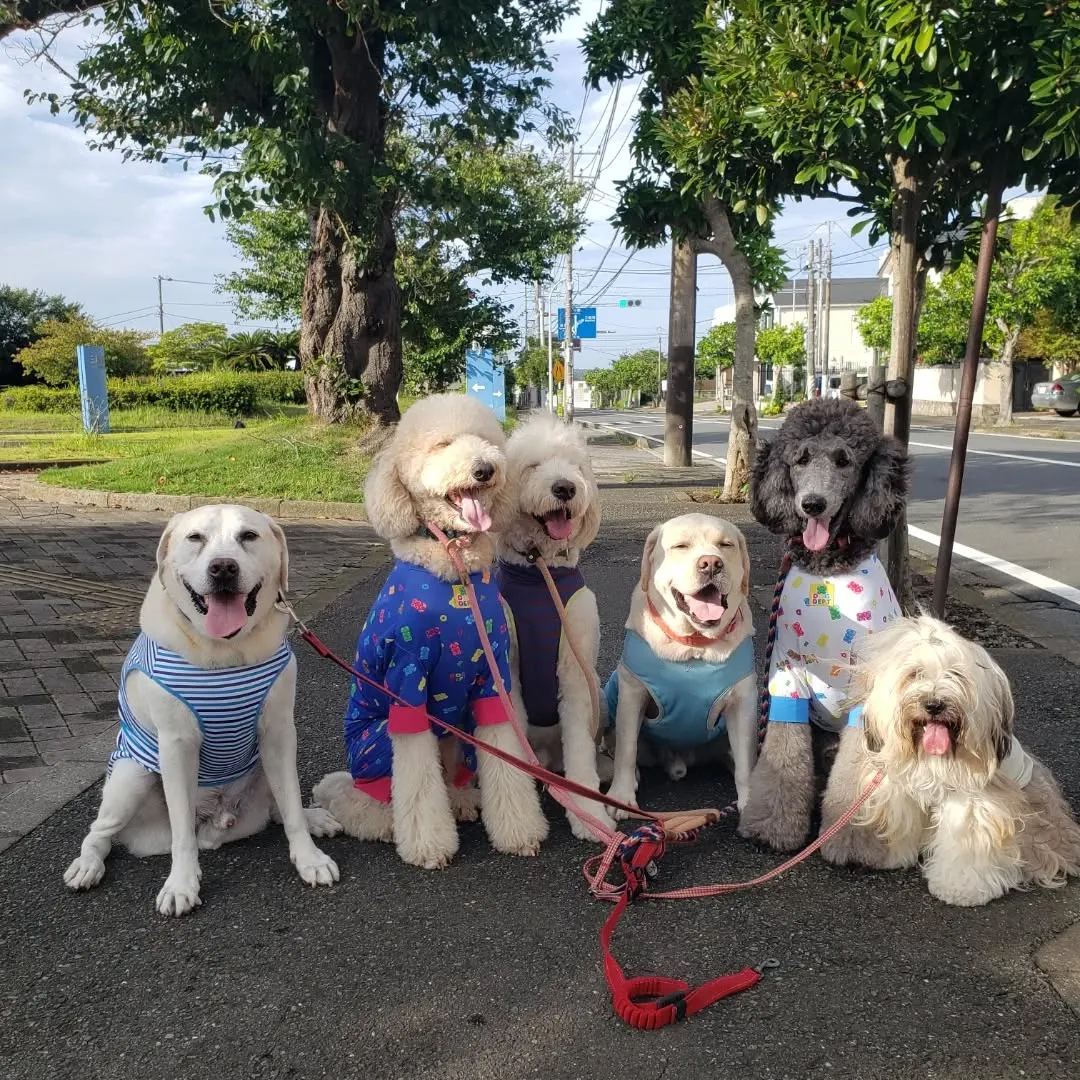 お泊まりメンバーは朝お散歩へ行ってきました🎵