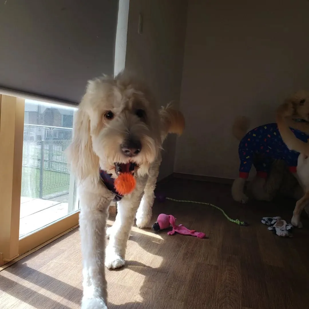 お泊まりメンバーは朝お散歩へ行ってきました🎵