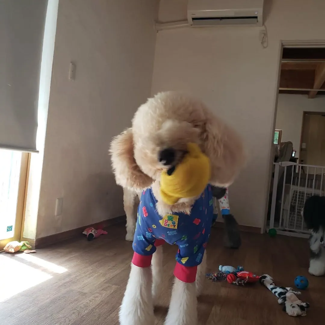 お泊まりメンバーは朝お散歩へ行ってきました🎵