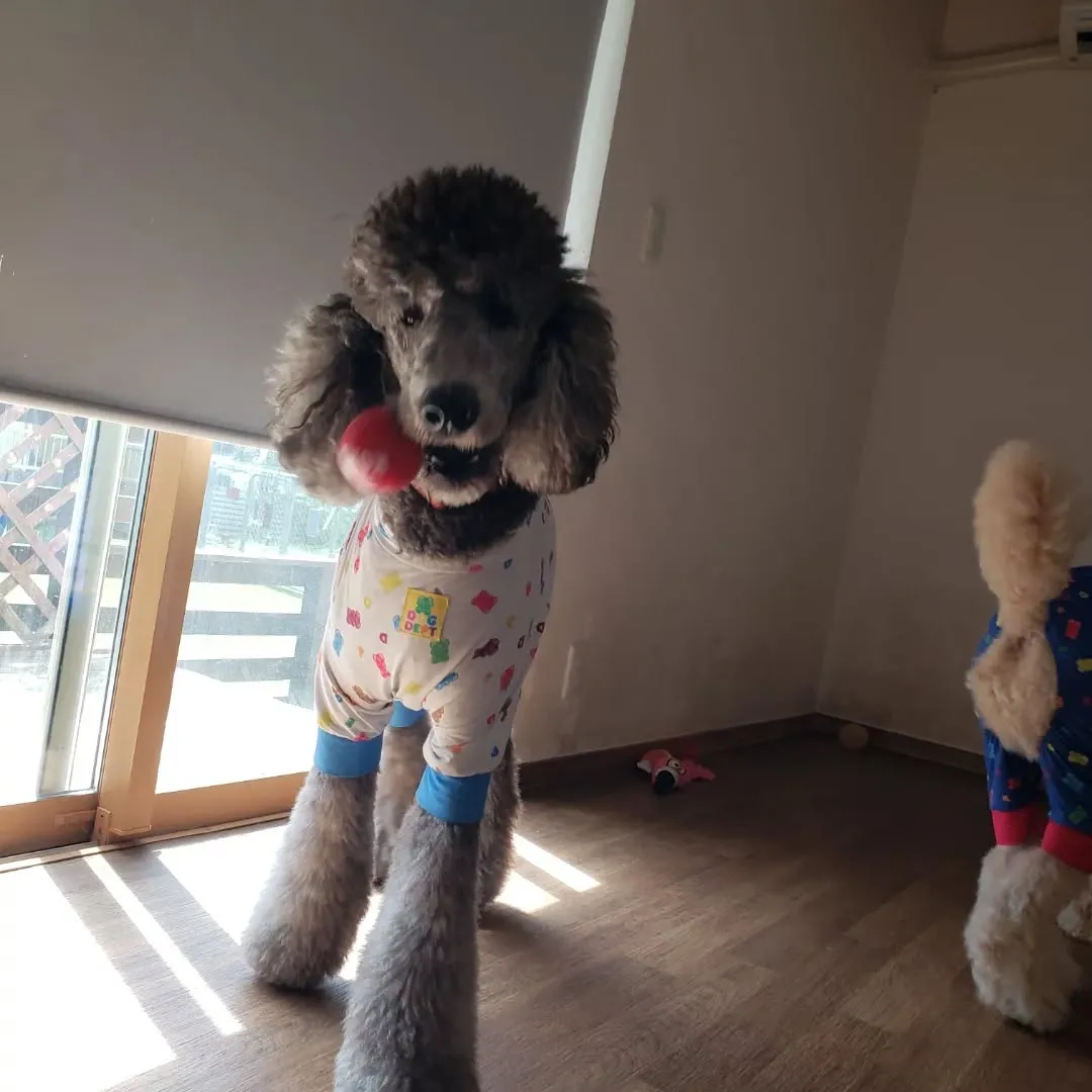 お泊まりメンバーは朝お散歩へ行ってきました🎵