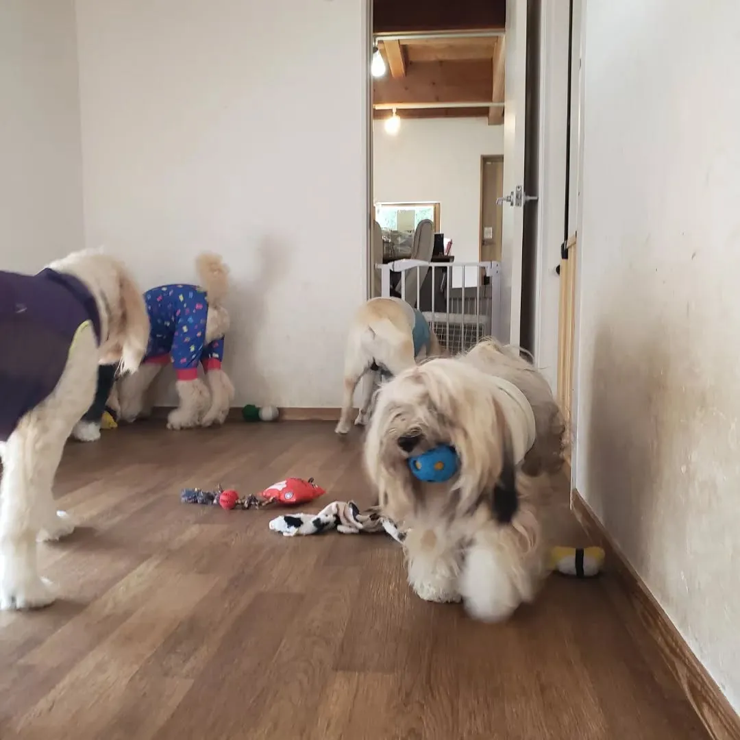 お泊まりメンバーは朝お散歩へ行ってきました🎵