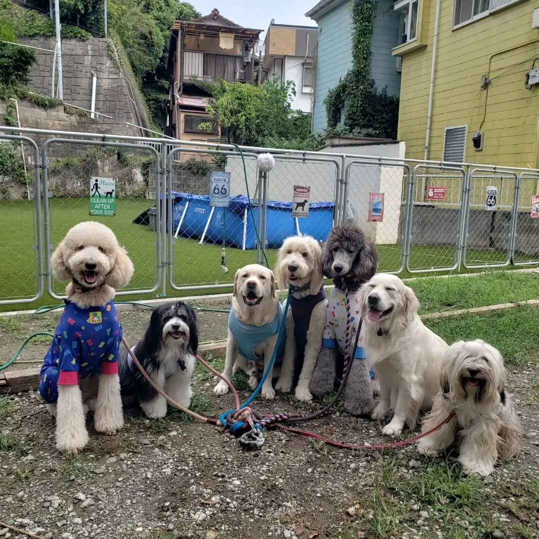 午後からゆきちゃんもくわわりました🎶