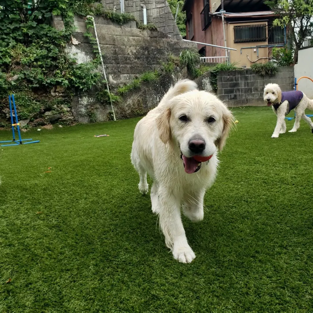 午後からゆきちゃんもくわわりました🎶