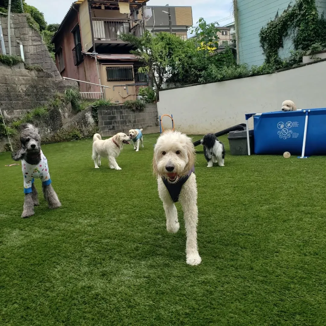 午後からゆきちゃんもくわわりました🎶