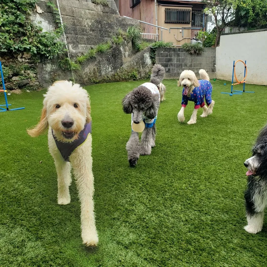 午後からゆきちゃんもくわわりました🎶