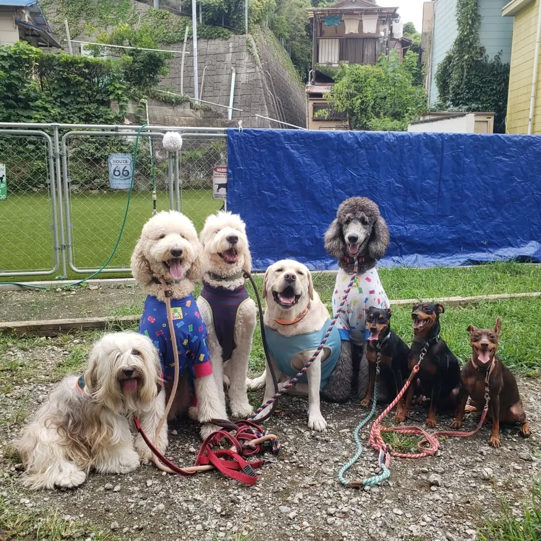 まだ暑いのでプールにはいるわんこさん♥️