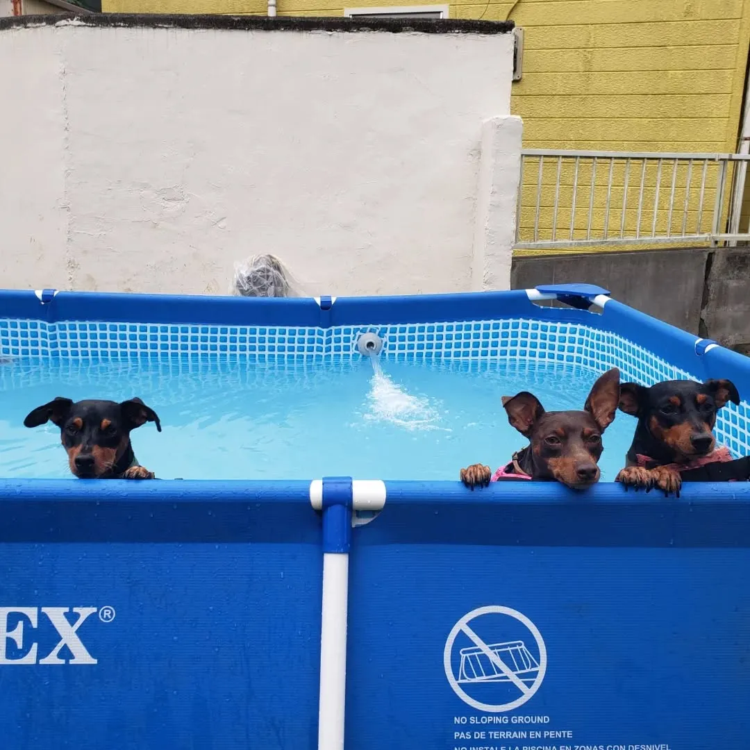 まだ暑いのでプールにはいるわんこさん♥️