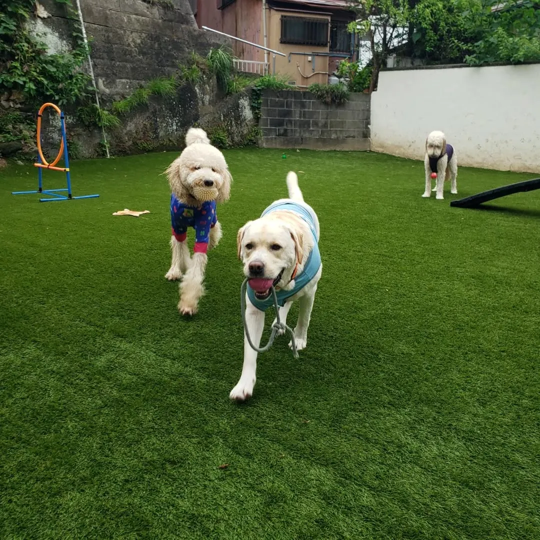 まだ暑いのでプールにはいるわんこさん♥️