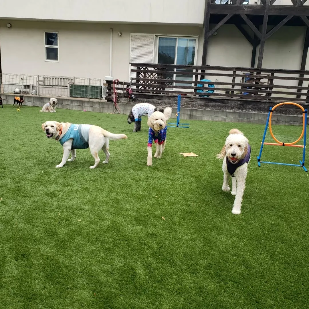 まだ暑いのでプールにはいるわんこさん♥️