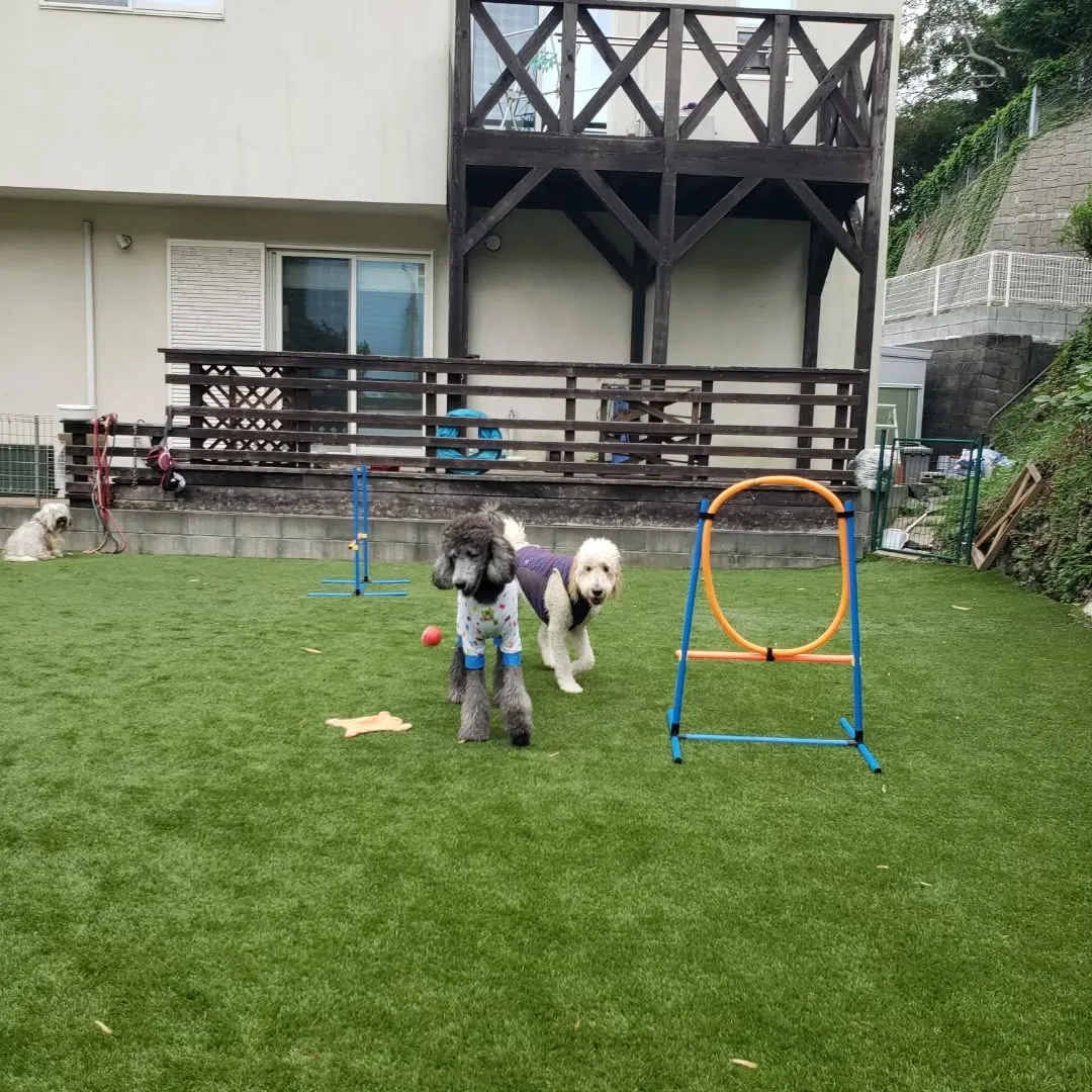 まだ暑いのでプールにはいるわんこさん♥️