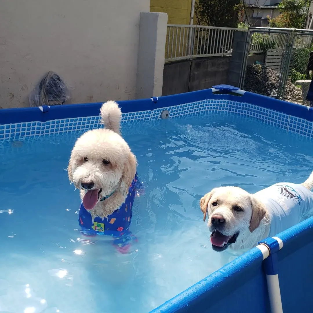 午前中はプール入ってランで遊ぶわんこさん♥️