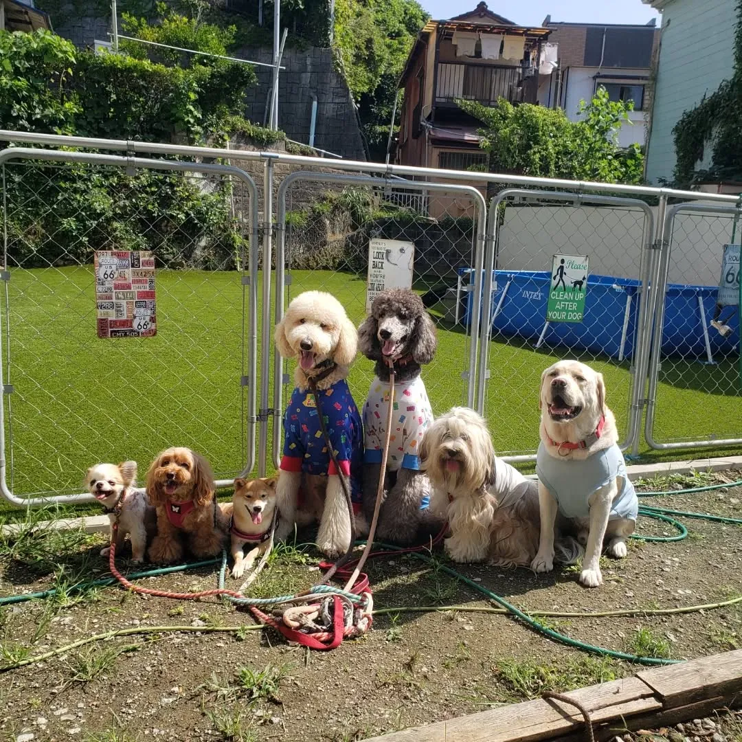 午前中はプール入ってランで遊ぶわんこさん♥️