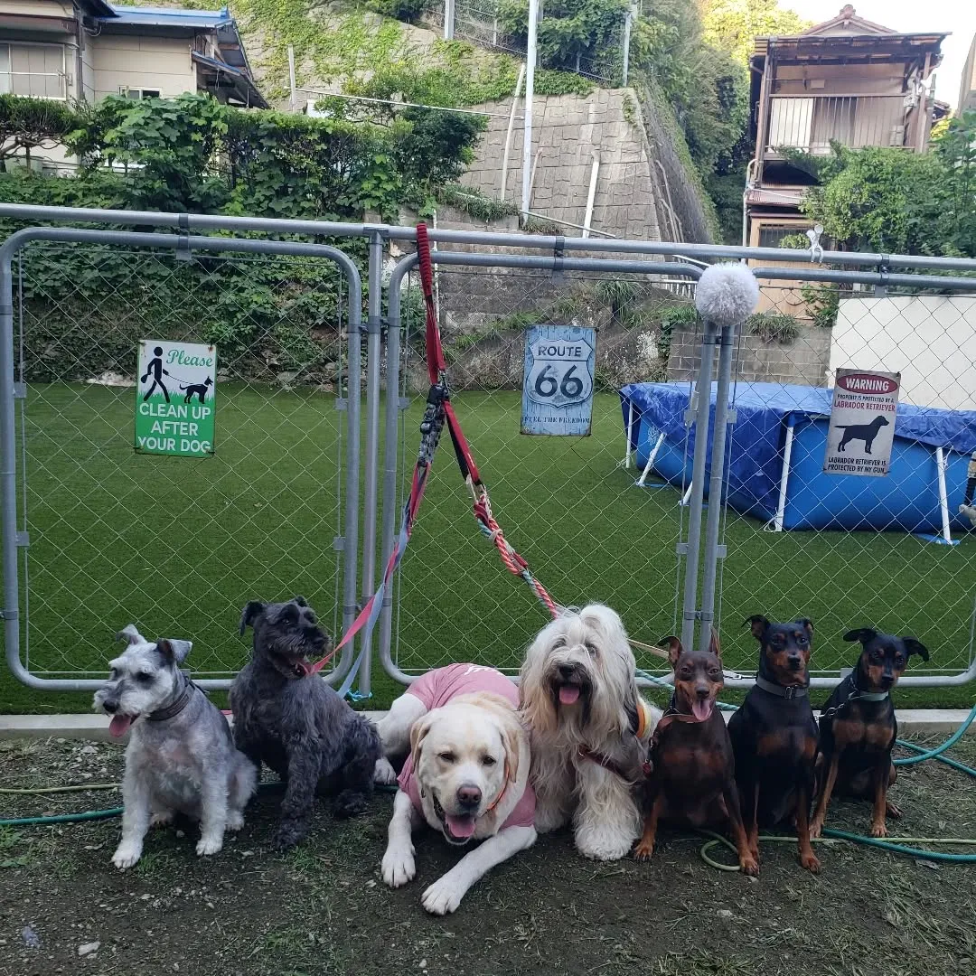 やっと涼しくなってきたのでたっぷりお散歩へ行けました😊