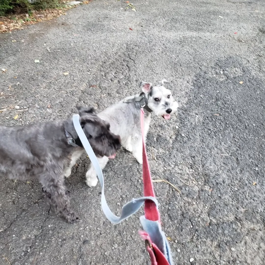 やっと涼しくなってきたのでたっぷりお散歩へ行けました😊