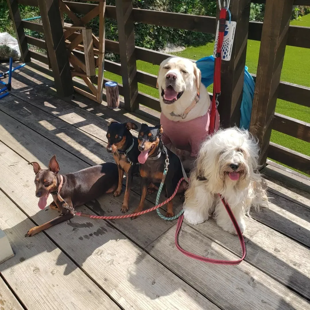 やっと涼しくなってきたのでたっぷりお散歩へ行けました😊