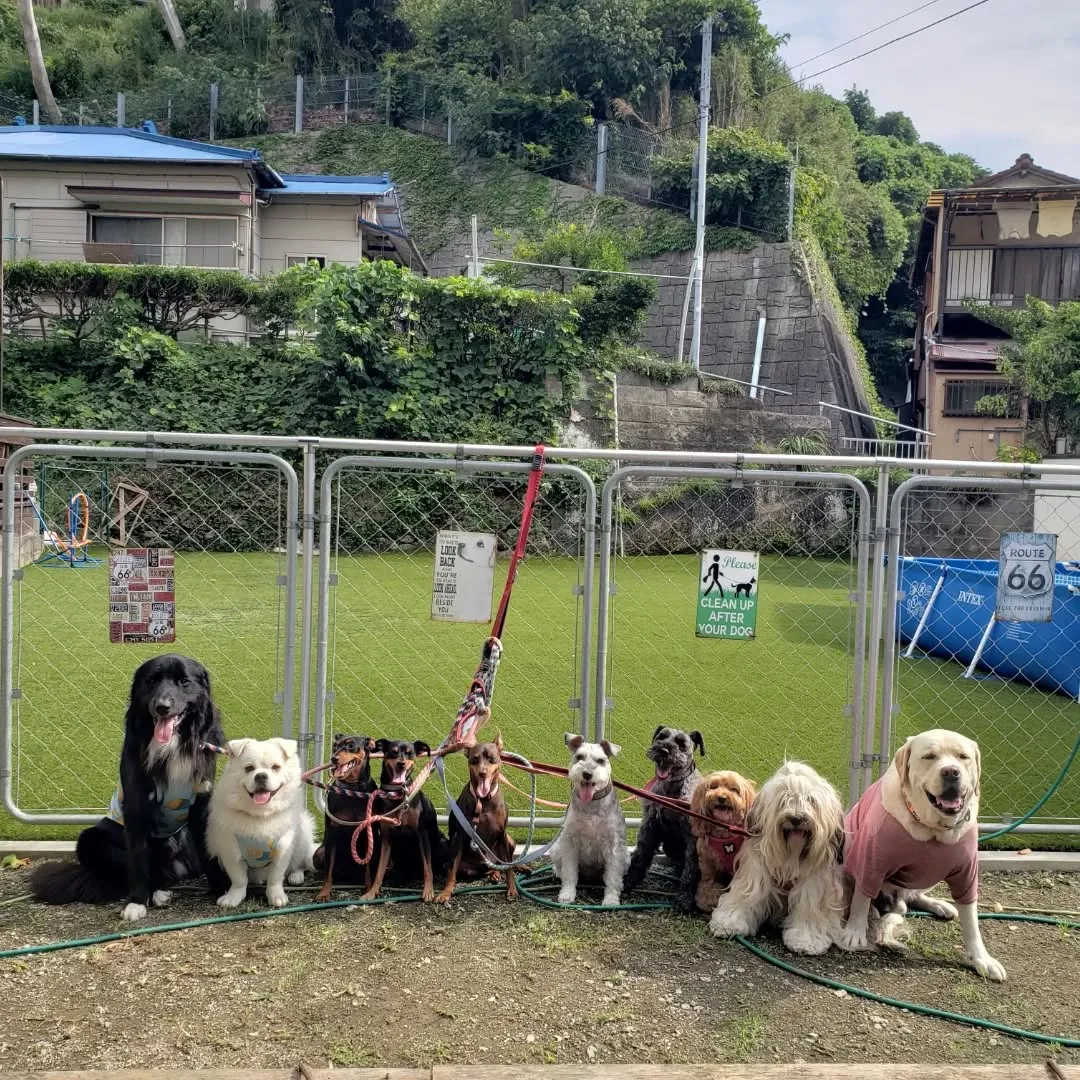 たくさんのわんこさんが来てくれました😊