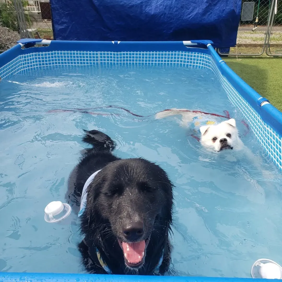 たくさんのわんこさんが来てくれました😊