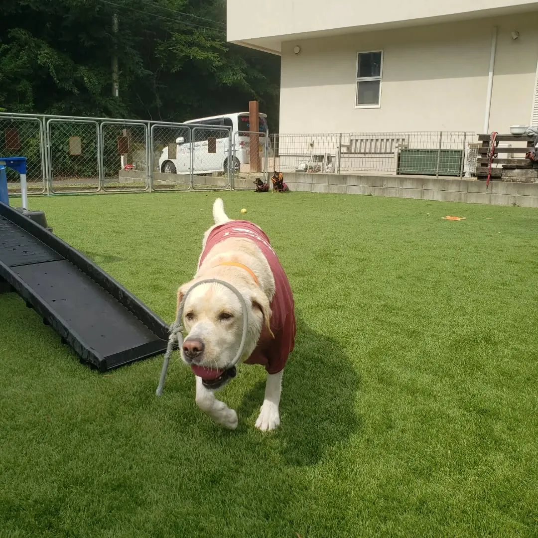 たくさんのわんこさんが来てくれました😊