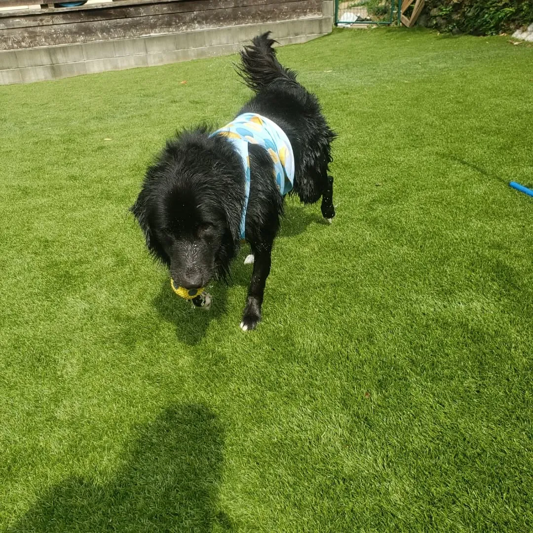 たくさんのわんこさんが来てくれました😊