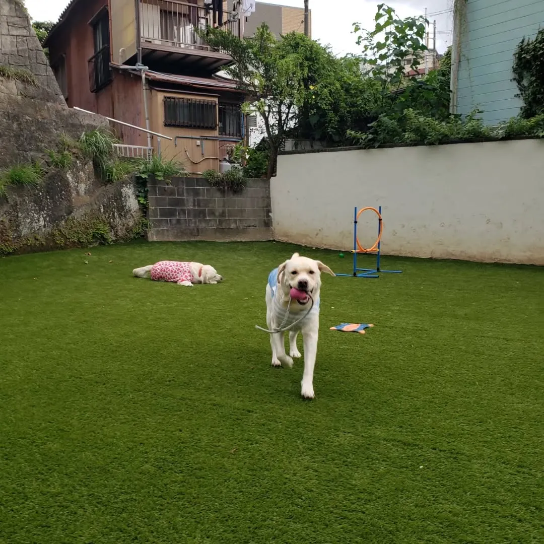 午後からはゆきちゃん登場❗