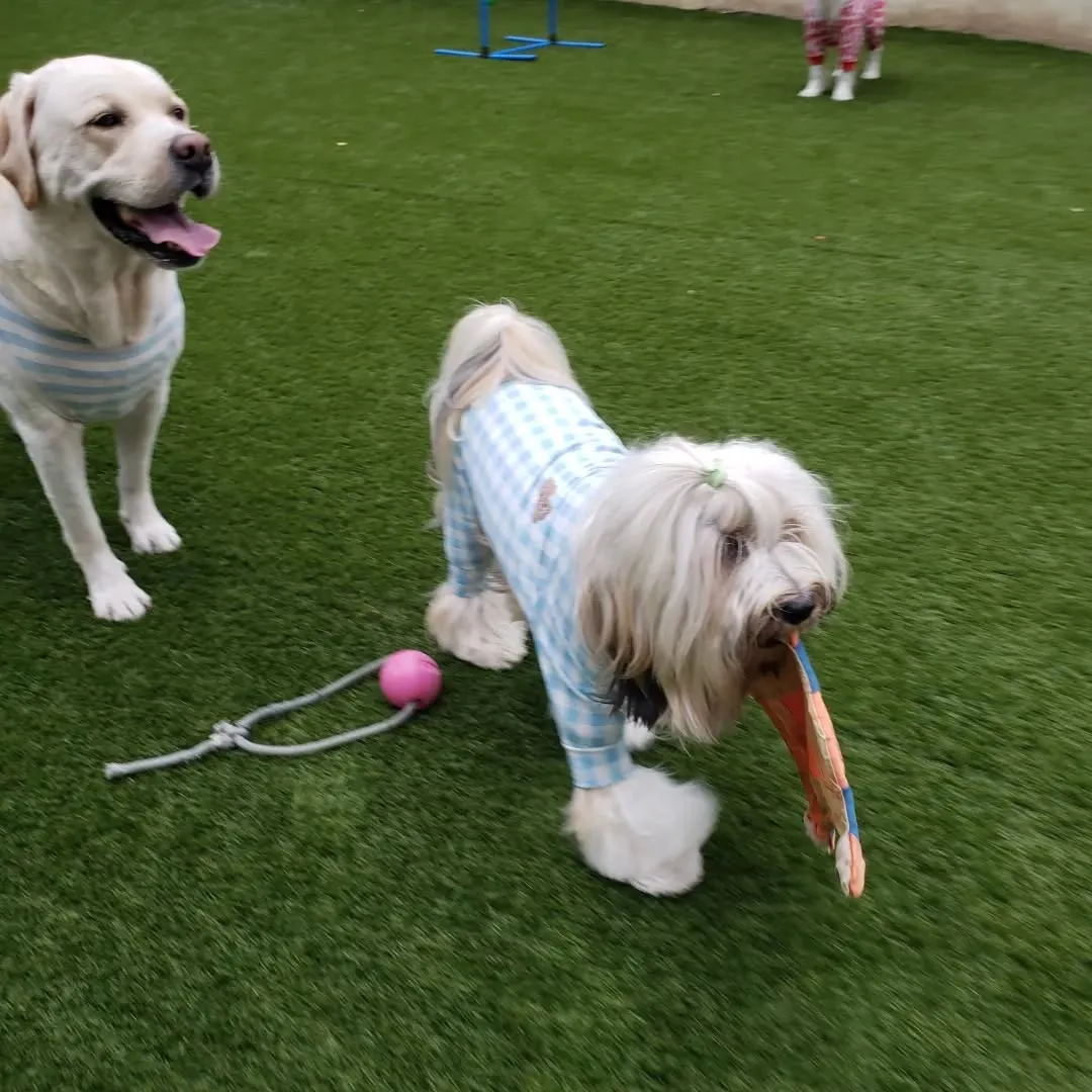 午後からはゆきちゃん登場❗