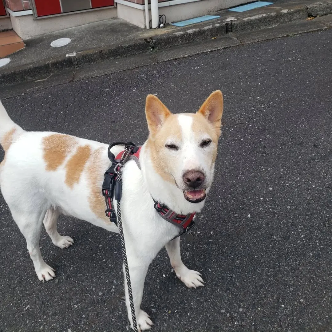 朝お散歩のお世話に行ってきました🎵