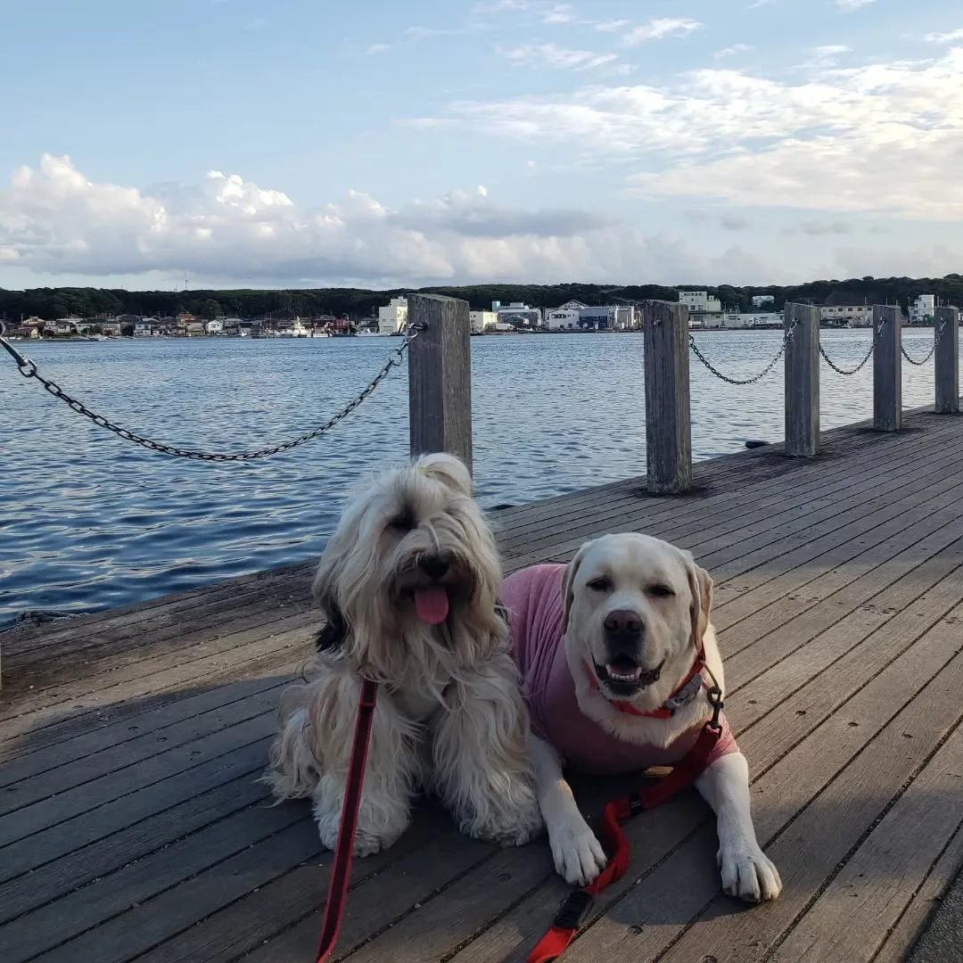 やっと涼しくなったので三崎までお散歩へ🎵