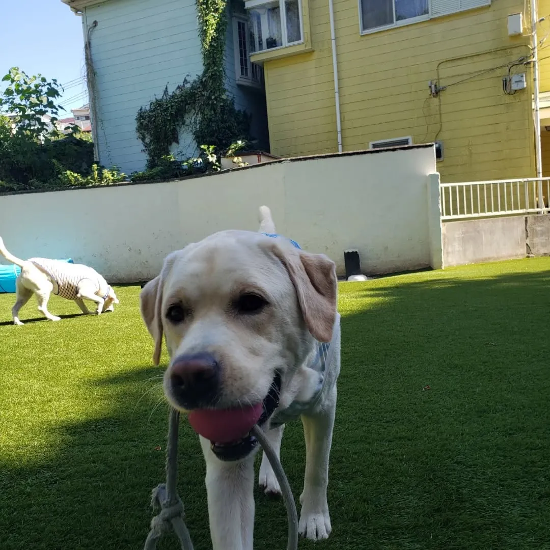 良いお天気なのでランで遊びわんこさん♥️