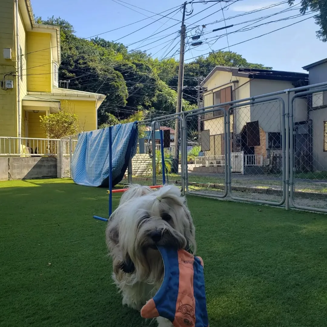 良いお天気なのでランで遊びわんこさん♥️