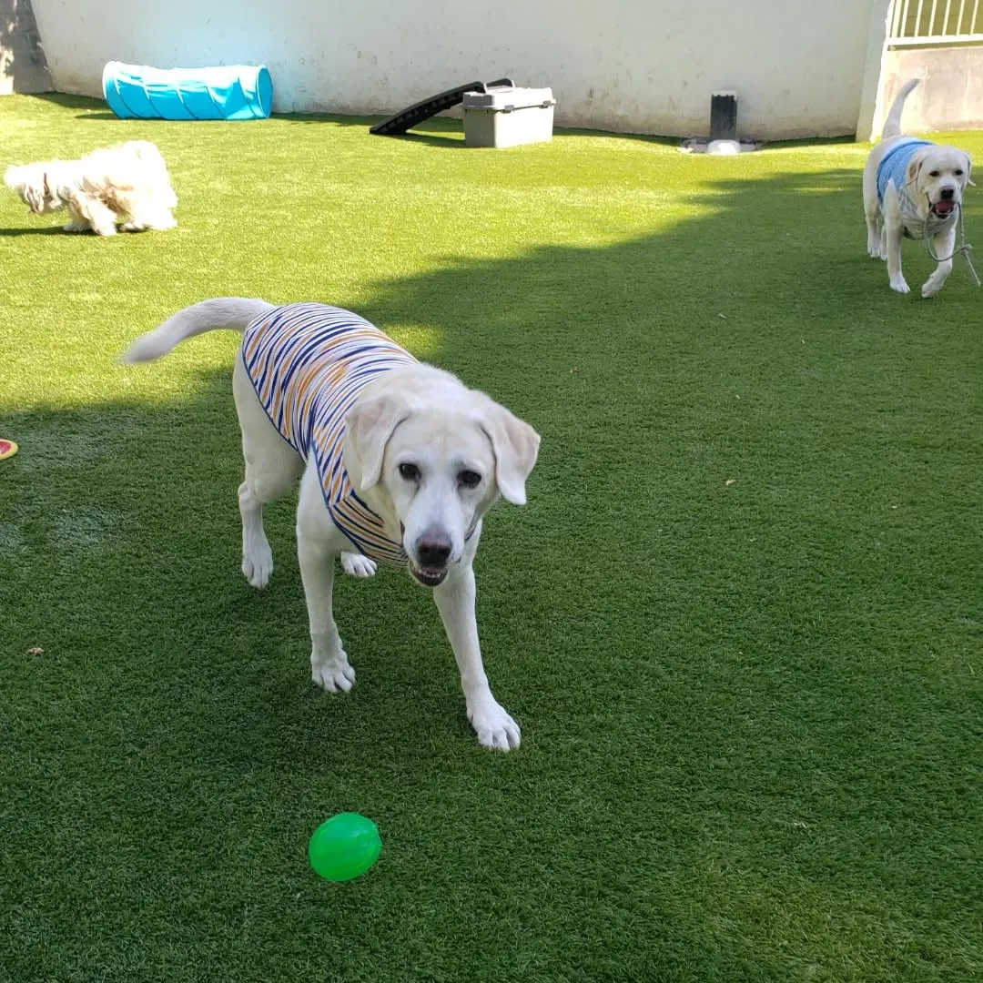 良いお天気なのでランで遊びわんこさん♥️