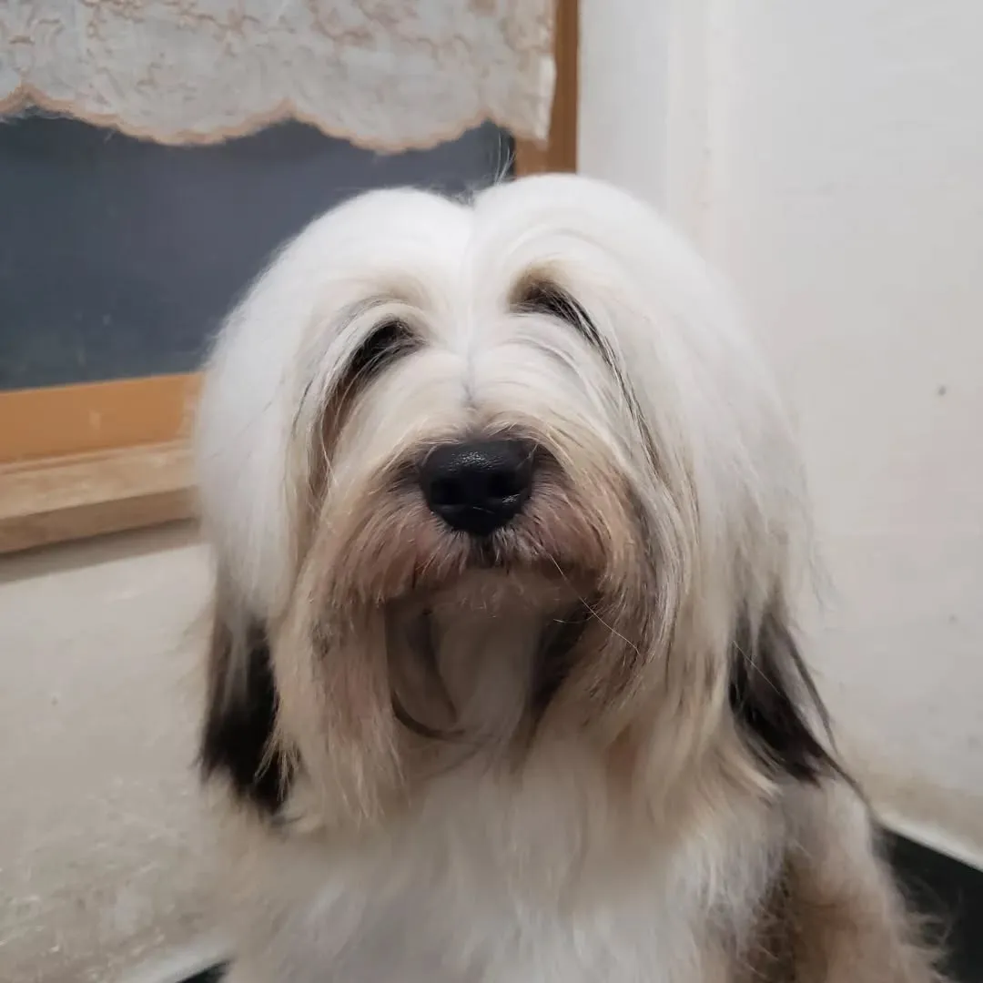 プールが終わりましたが毎日のお手入れは必須なロデイ♥️