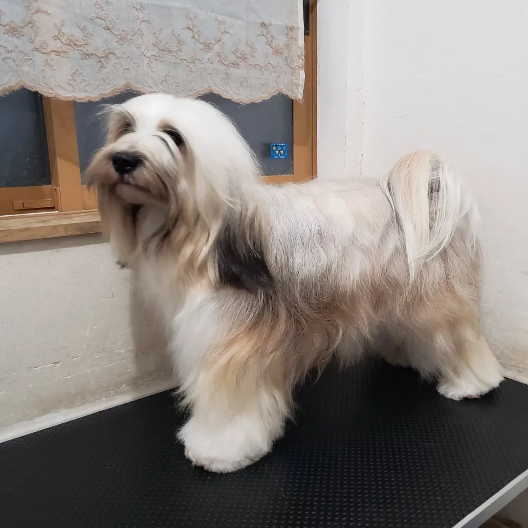 プールが終わりましたが毎日のお手入れは必須なロデイ♥️